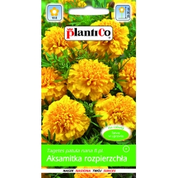 Aksamitka-rozp.żółta-1g-ST/PL